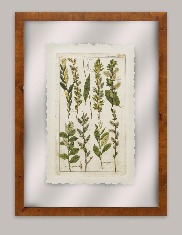 Dietrich Grass VI