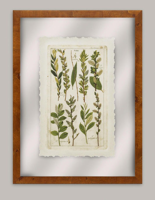 Dietrich Grass VI