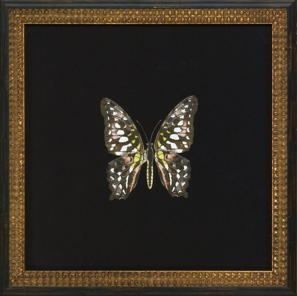 Butterflies II