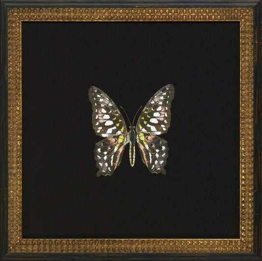 Butterflies II