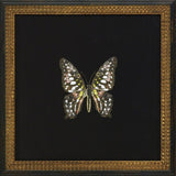 Butterflies II
