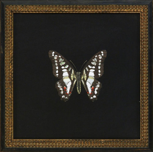 Butterflies III