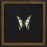 Butterflies IV
