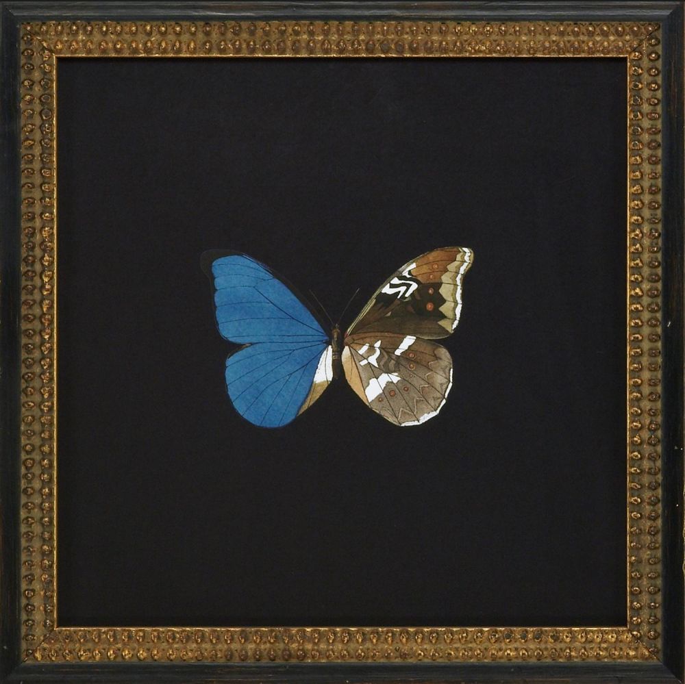 Butterflies V