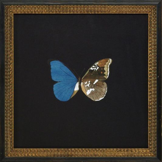 Butterflies V