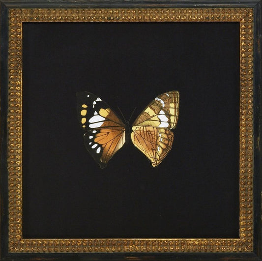 Butterflies VI