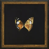 Butterflies VI