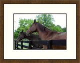 Paddock IV