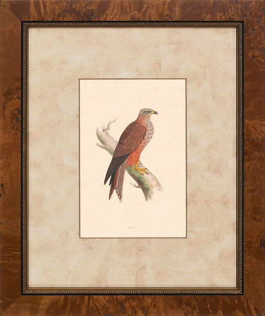 Hawks I