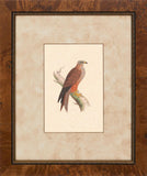 Hawks I