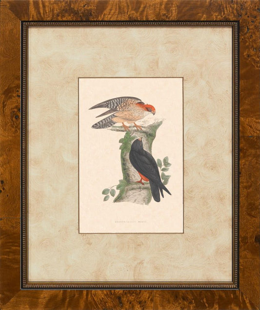 Hawks II