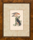 Hawks II