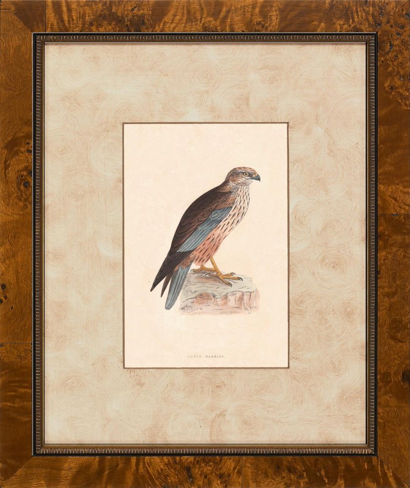 Hawks III