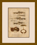 Fish Gear I