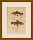 Fish Gear II
