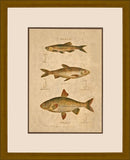 Fish Gear III