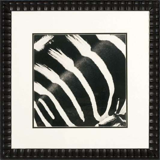 Zebra IV
