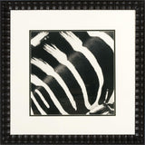 Zebra IV