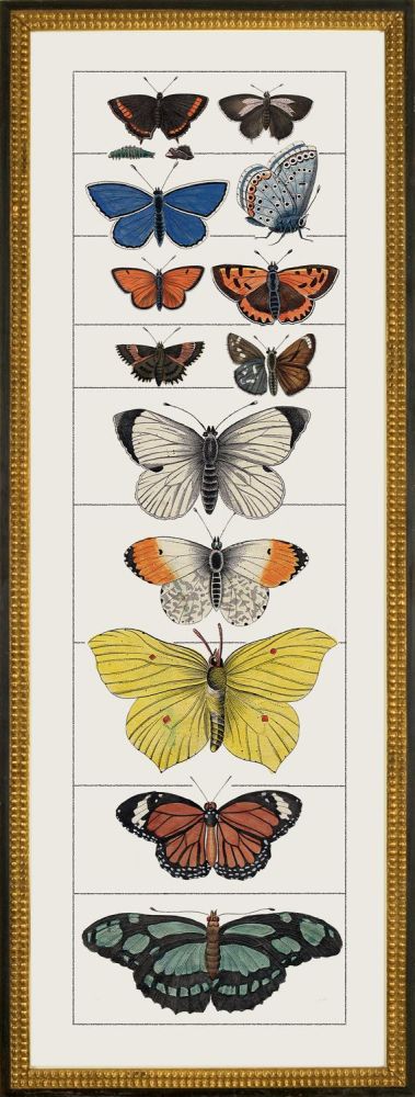 Butterfly A