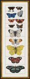 Butterfly A