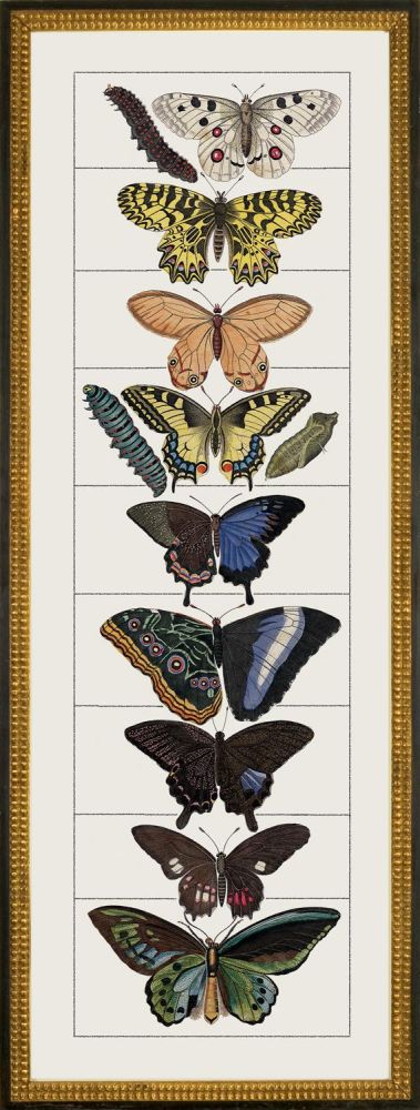 Butterfly B