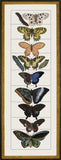 Butterfly B