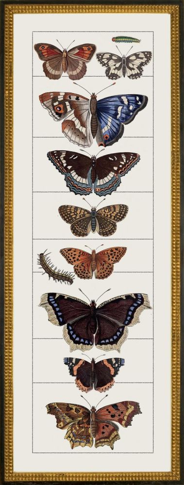 Butterfly C