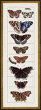 Butterfly C