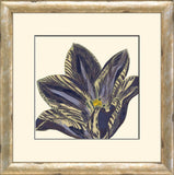 Curtis Flower Head V A