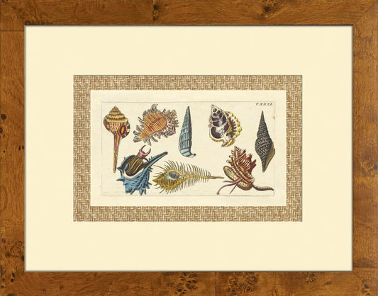 Drake Shells I