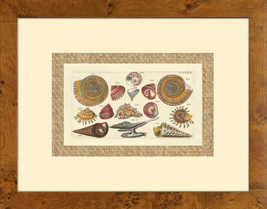 Drake Shells II