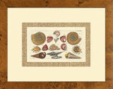 Drake Shells II