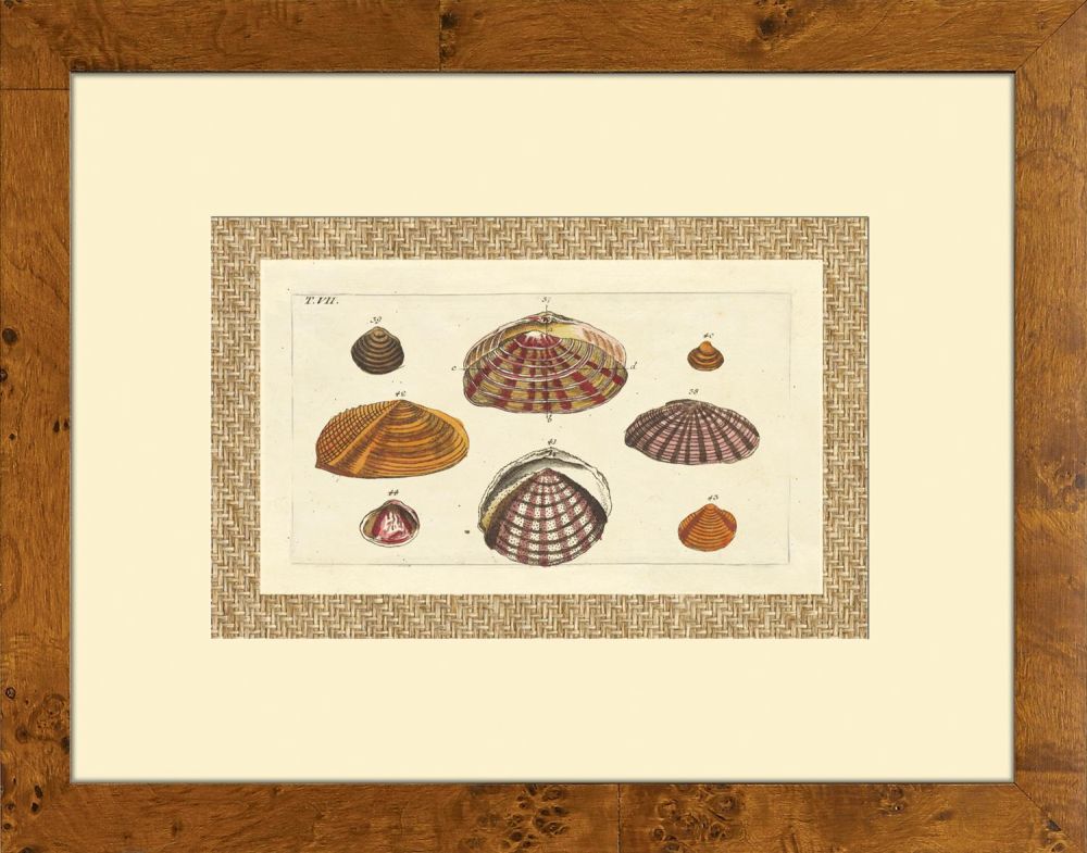 Drake Shells IV