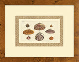 Drake Shells IV