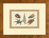 Drake Shells V