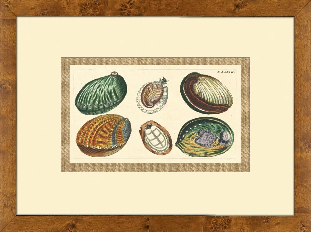 Abalone Shells