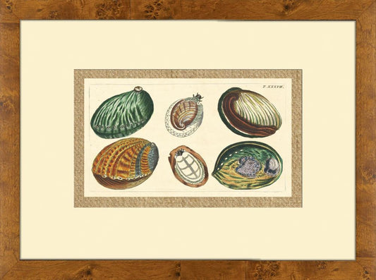 Abalone Shells
