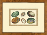 Abalone Shells