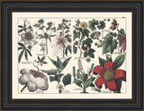 Tableau II