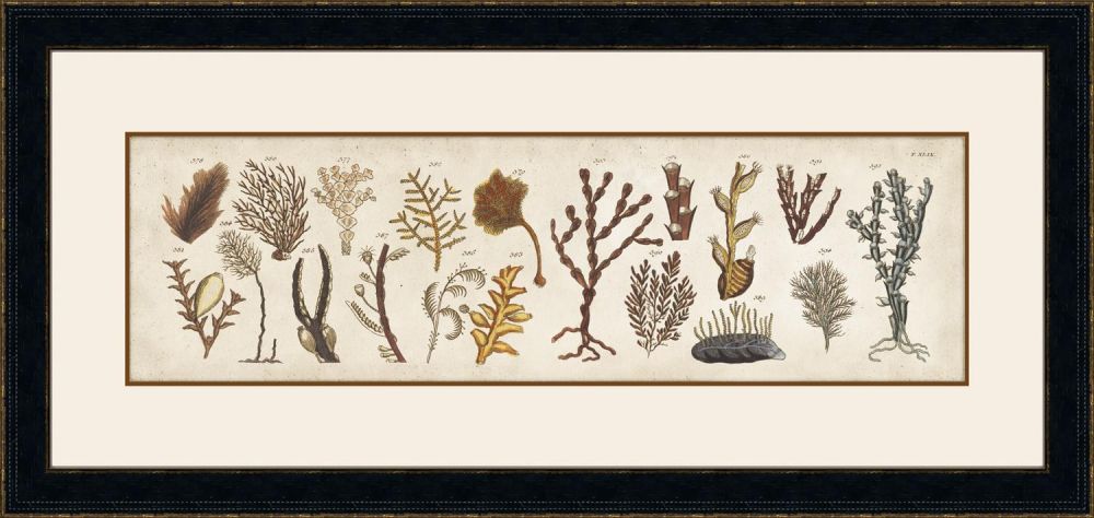 Coquillage I