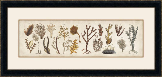 Coquillage I