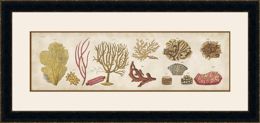 Coquillage II