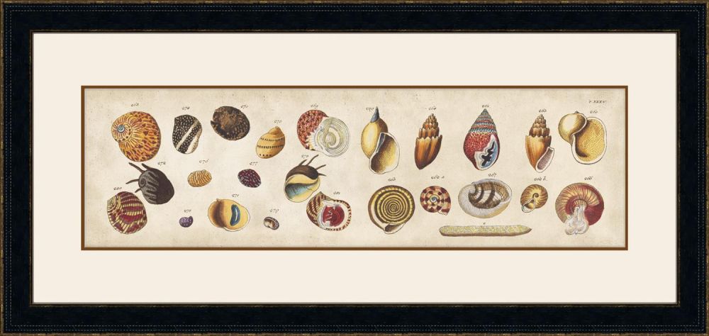 Coquillage III