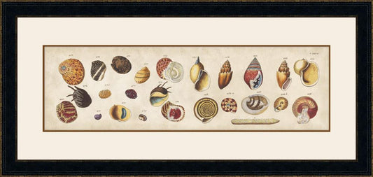 Coquillage III