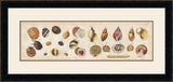 Coquillage III