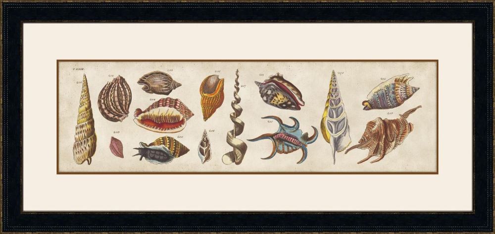 Coquillage IV
