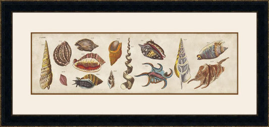 Coquillage IV