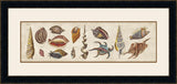 Coquillage IV