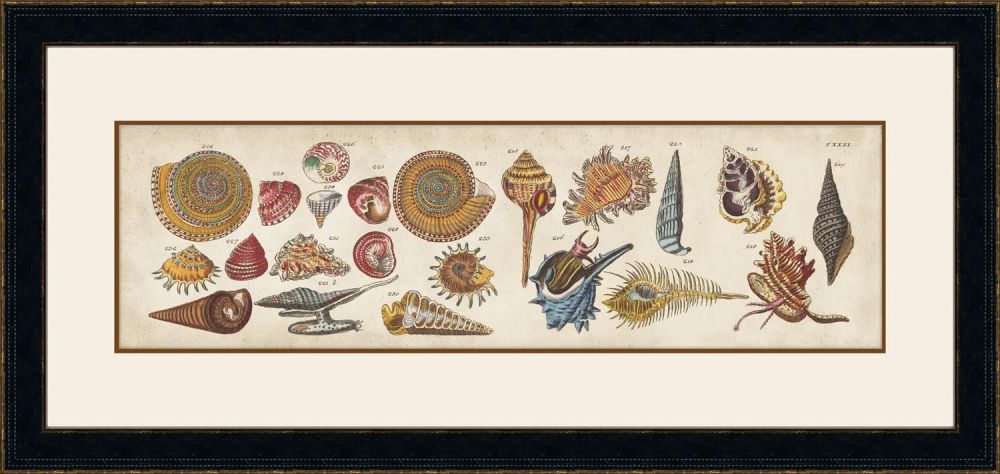 Coquillage V