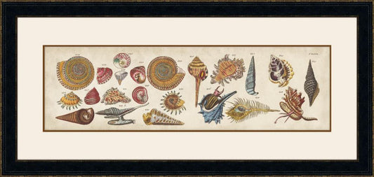 Coquillage V